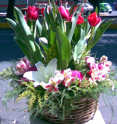 Tulipanes y Orquídeas 17
