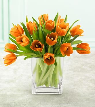 Tulipanes y Orquídeas 20